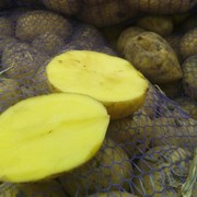 Картофель оптом от фермера c доставкой по РФ. фото