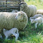Овцы матки фото