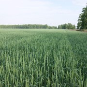 Семена пшеницы Омская 36 ЭС
