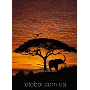 Фотообои “African Sunset“ 270х194 4-501 NG 2000000405285 фотография