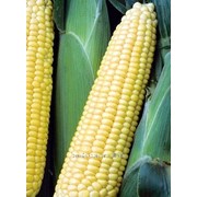 Семена кукурузы Шеба Р F1