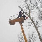 Обрезка веток деревьев фотография