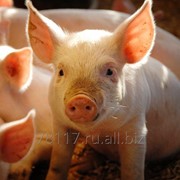 Пробиотическая кормовая добавка Амилоцин свиноводство фото