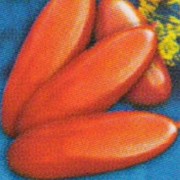 Семена томата высокорослого Дамские пальчики фото