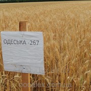 Одесская 267 фото