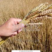 Выращивание зерновых фото