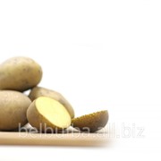 Картофель семенной Лилея вторая РС фотография