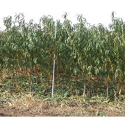 Саженцы персика и других фруктовых деревьев фото