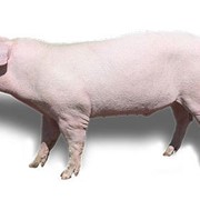 Выращивание свиней породы Ландрас