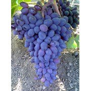 Саженцы ранних сортов винограда фотография
