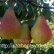 Груша Забава, Саженцы плодовых деревьев фото