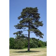 Сосна Pinus banksiana Schodick обхват ствола 40-50 фотография