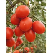 Семена томат 6Пунто 7 F1 (суперранний) 1000с фотография