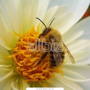 Мед, продукты пчеловодства фото