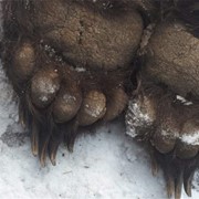 Медвежьи когти и лапы мясо медведя заморозка фото
