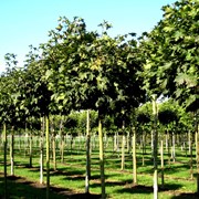 Посадка деревьев в Астане фотография