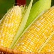 Семена Кукурузы ДАРИНА МВ