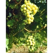Саженцы винограда сорт Кеша фото