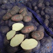 Картофель скарлет красный оптом от 13 руб/кг от фермера