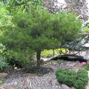 Сосна шаровидная на штамбе( Pinus) фото