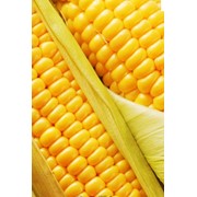 Семена кукурузы