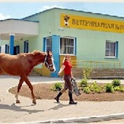 Услуги ветеринарные терапия