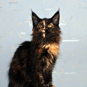 Котята Мейн-кун фото