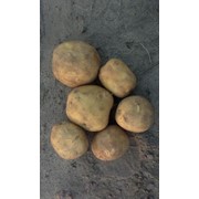 Продам первоклассный картофель белых и розовых сортов из чернозема, размер 5+