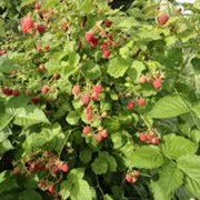Малина Rubus Fruticosus 20-40