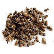 Мёд в сотах, пчелиный подмор фото