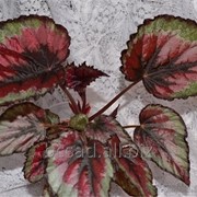 Бегония красный лист.Саженцы растений Киевская область, Киев, Украина фотография