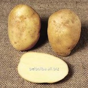 Семенной картофель Артемис 2 РС фотография