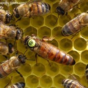 Пчеломатка фотография