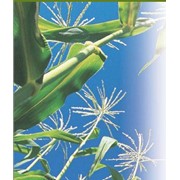 Кукурудза (імпорт) 1 п.о Nerissa фото