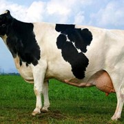 Белково - минеральные добавки для молочных коров (БМВД). 10% (для кормления коров молочного направления) фото