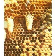 Мед пчелиный