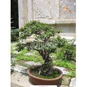 Растения садовые фото