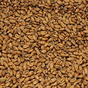 Солод пивоваренный пшеничный фото