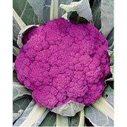 Капуста цветная пурпурная Сицилийская 500гр фото