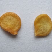 Семена голландские перца фотография