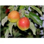 Саженцы яблонь Пирос