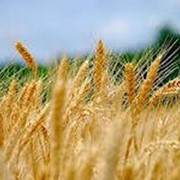 Продам семена озимой пшеницы сорта Сонечко фото