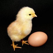 Цыплята бройлеров мясных и мясо яичных кроссов
