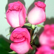 Розы Топраз фото