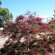 Клены Acer palmatum Inaba-Shidare