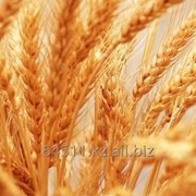 Пшеница Казахстан