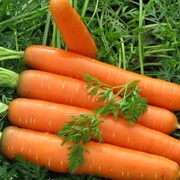 Морковь Нанская фотография