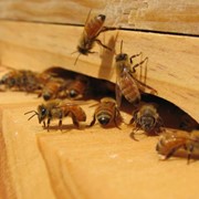 Пчелиные семьи фотография