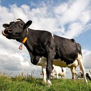 Премикс ДП60-3 для высокопродуктивных коров