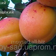 Саженец абрикоса Донецкий краснощёкий фотография